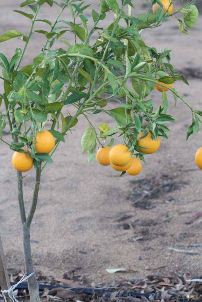            Habit (Riverside, CA)   